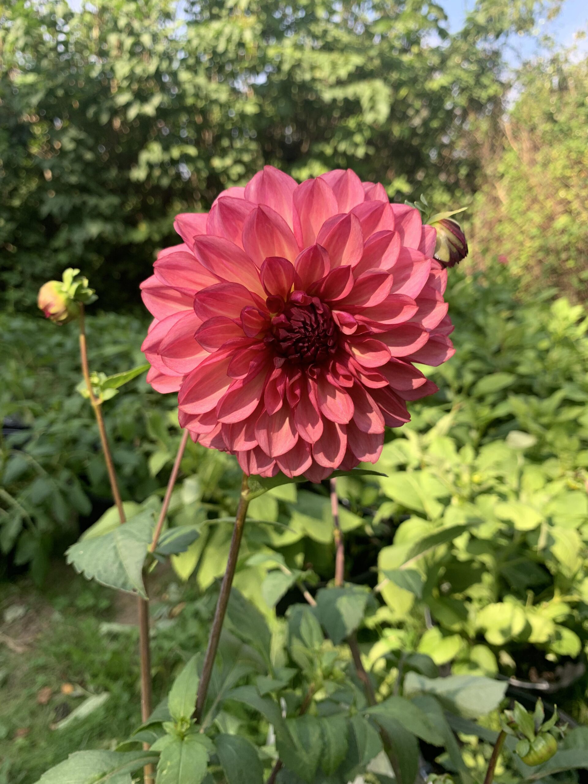 Bacardi Dahlia