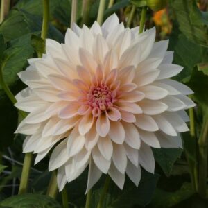 Dahlia Cafe au Lait Creme