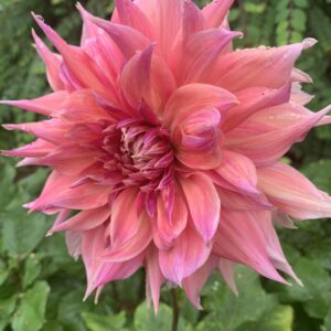 Penhill Dark Monarch