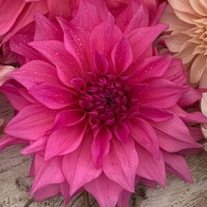Dahlia Cafe au Lait Rosé